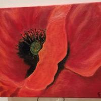 Coquelicot